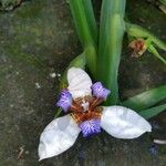 Neomarica gracilis Virág