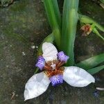 Neomarica gracilis 花