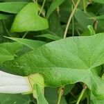 Calystegia silvatica 叶