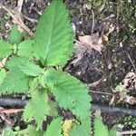 Jovellana violacea Leaf