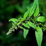 Lipandra polysperma Fuelha