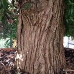 Podocarpus neriifolius Bark