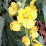 Verbascum thapsus Květ