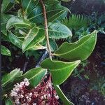 Ardisia compressa Flower
