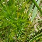 Asparagus racemosus Leaf