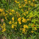 Genista tinctoria 形态