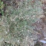 Lepidium graminifolium Συνήθη χαρακτηριστικά