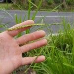 Urochloa eminii Blomma