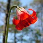 Lilium maritimum Flower