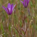 Brodiaea appendiculata Flower