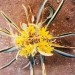 Geigeria ornativa Floro