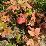 Podophyllum hexandrum Tervik taim