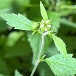 Geum canadense पत्ता