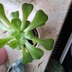 Aeonium castello-paivae 葉