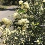 Ceanothus cuneatus Frunză