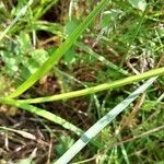 Carex vulpinoidea Corteza