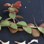 Codonanthe macradenia Otro