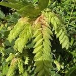 Flemingia strobilifera Flower