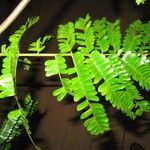 Pseudopiptadenia psilostachya Yaprak