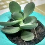 Crassula cotyledonis Folio