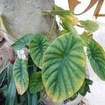 Alocasia clypeolata Hoja