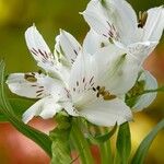 Alstroemeria aurea Flower