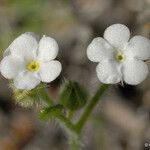 Plagiobothrys tenellus ᱵᱟᱦᱟ