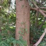 Torreya nucifera 树皮