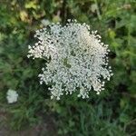 Daucus carotaFlower