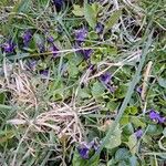 Viola odorata Flower