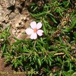 Frankenia ericifolia موطن