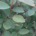 Spiraea trilobata Leaf