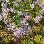 Symphyotrichum puniceum 花