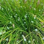 Isolepis cernua Flower