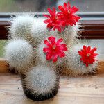Mammillaria senilis Leaf