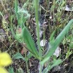 Helianthemum ledifolium Feuille