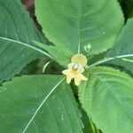 Impatiens parviflora Flower