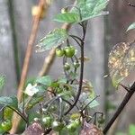 Solanum villosum Листок