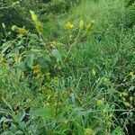 Bidens elgonensis Flower