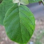 Cordia africana Leaf