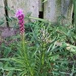 Liatris spicata 形态