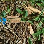 Commelina cyanea Hoja