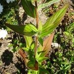 Oenothera tetragona 叶