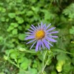 Symphyotrichum puniceum Flower