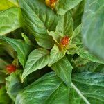 Celosia argentea List