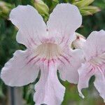 Podranea ricasoliana 花