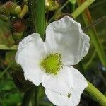 Echinodorus grandiflorus Flor