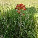 Castilleja indivisa Hábito