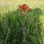 Castilleja indivisa Alkat (teljes növény)