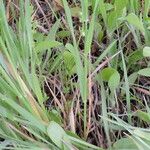 Galium virgatum Habit